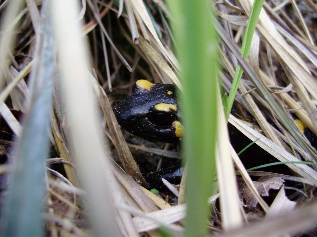 Popolazione di S. salamandra molto numerosa
